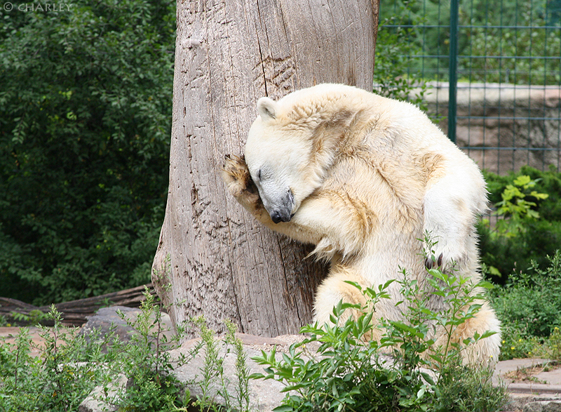 knut-zoo-berlin (24).jpg
